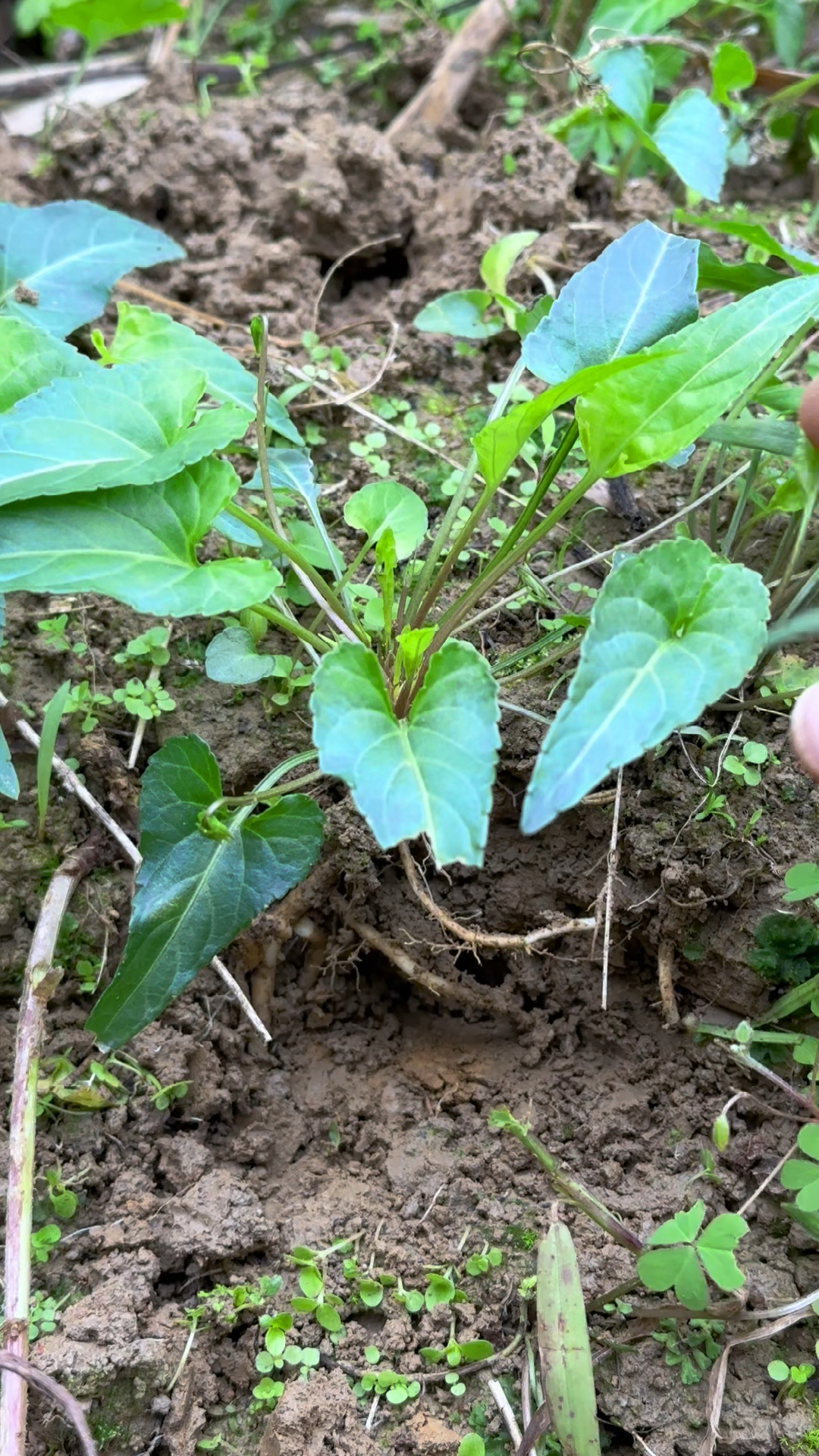 野堇菜也叫犁头草,春天村民会采摘它来作野菜