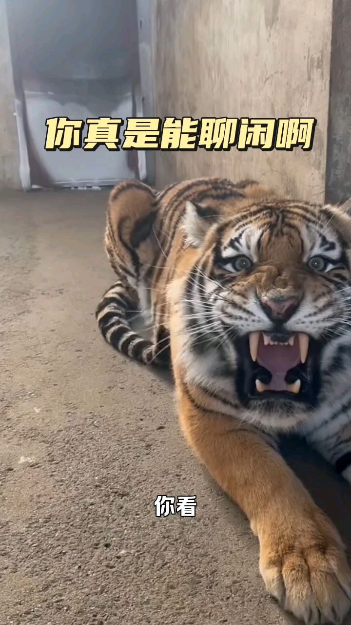 你真是能聊闲啊,太难了