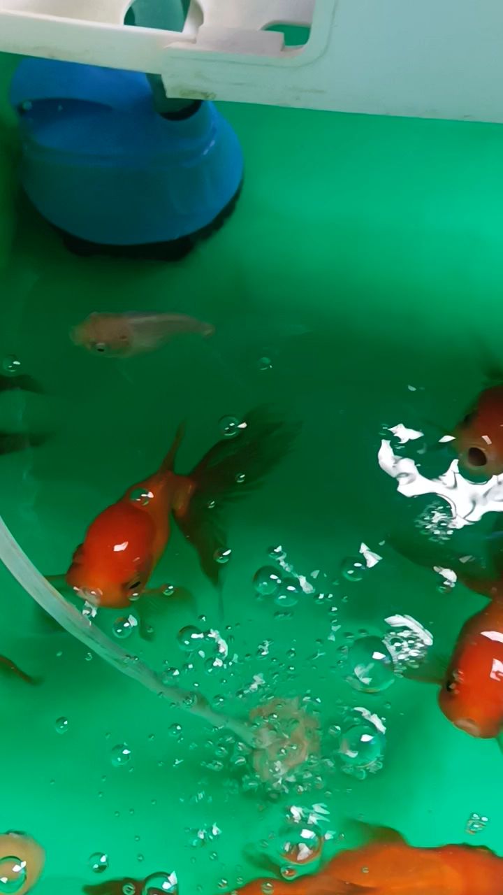 养了将近两年的小金鱼,其中三个菠萝狮养了三四个月了
