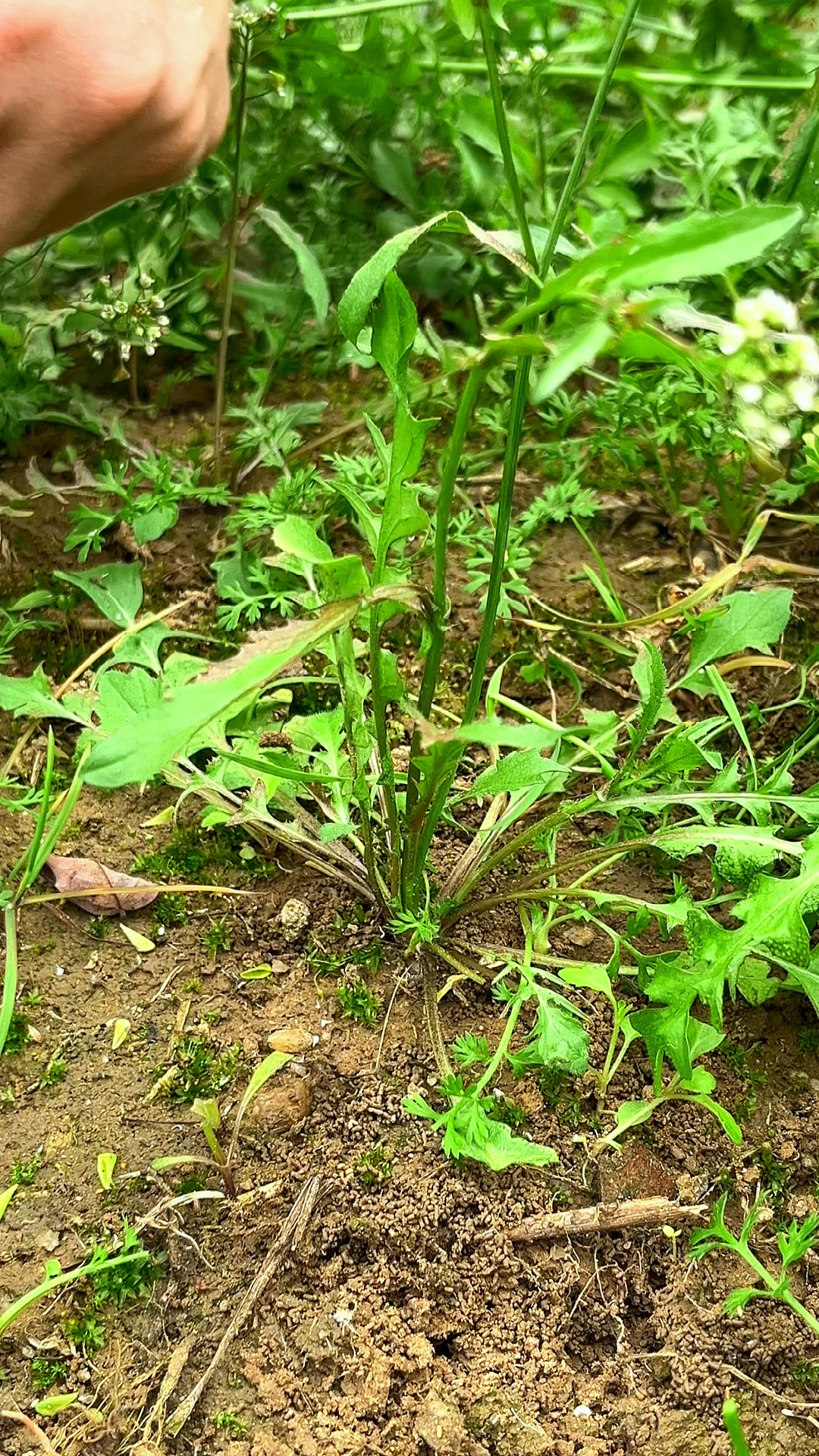 荠菜柔嫩鲜香,风味独特,营养丰富,是人们喜食的野菜