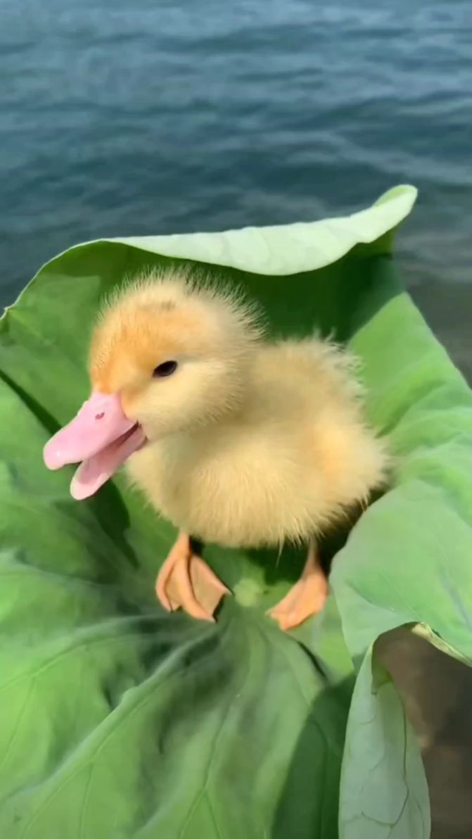 可爱小鸭鸭,快进来膜拜吧!