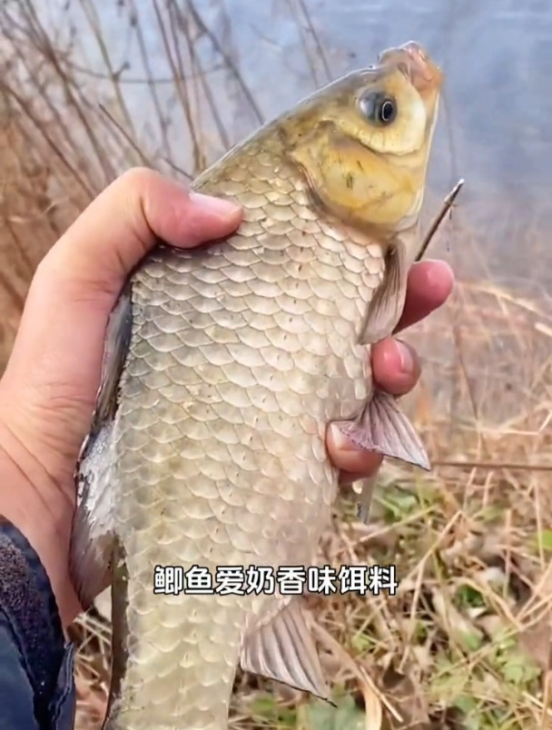 了解常见的几种鱼喜欢吃什么,这样才能提高爆护率!