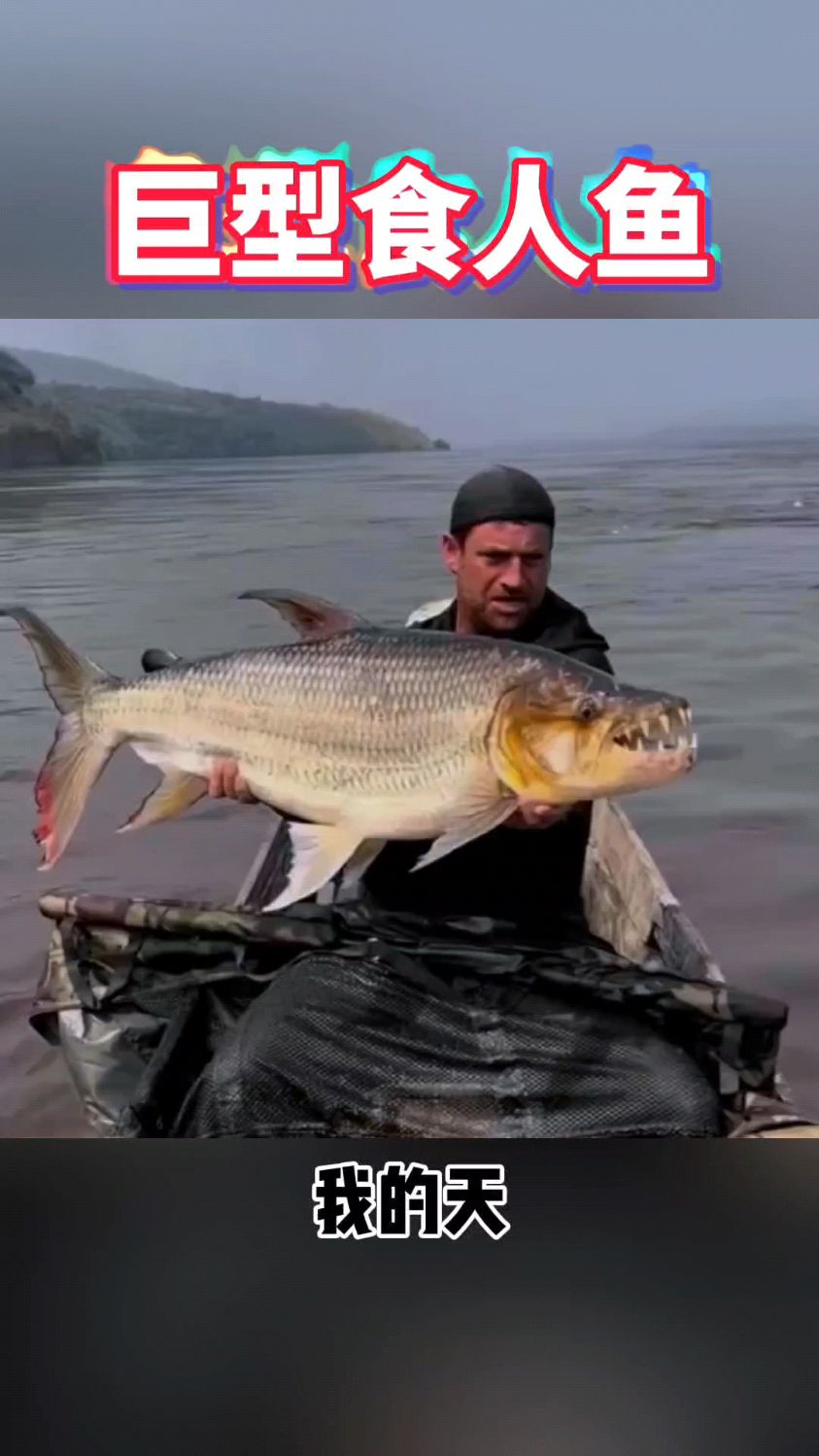 钓鱼大条的非洲虎鱼