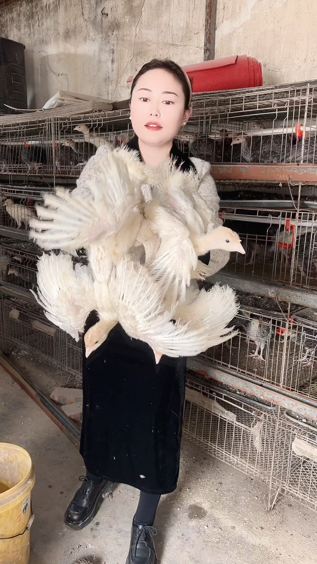 体型最大的尼古拉火鸡品种