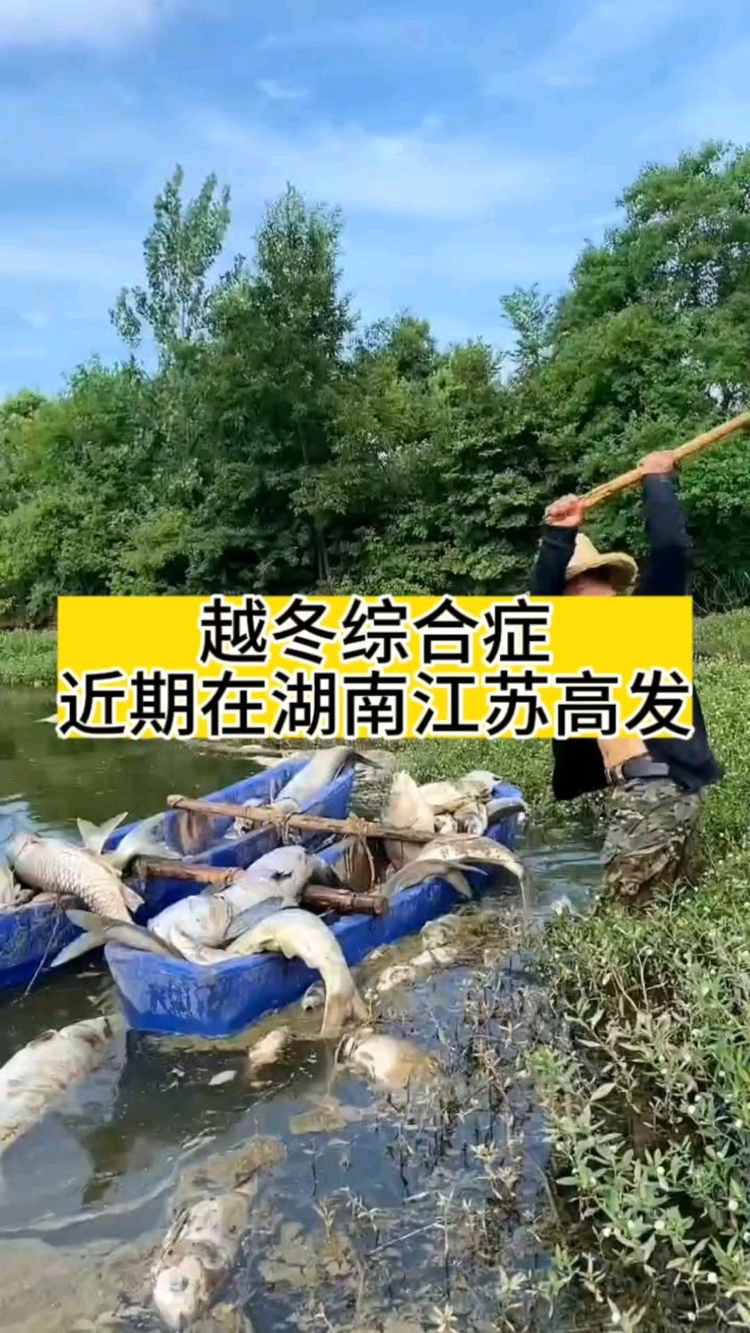 越冬综合症,近期在湖南湖北江苏高发