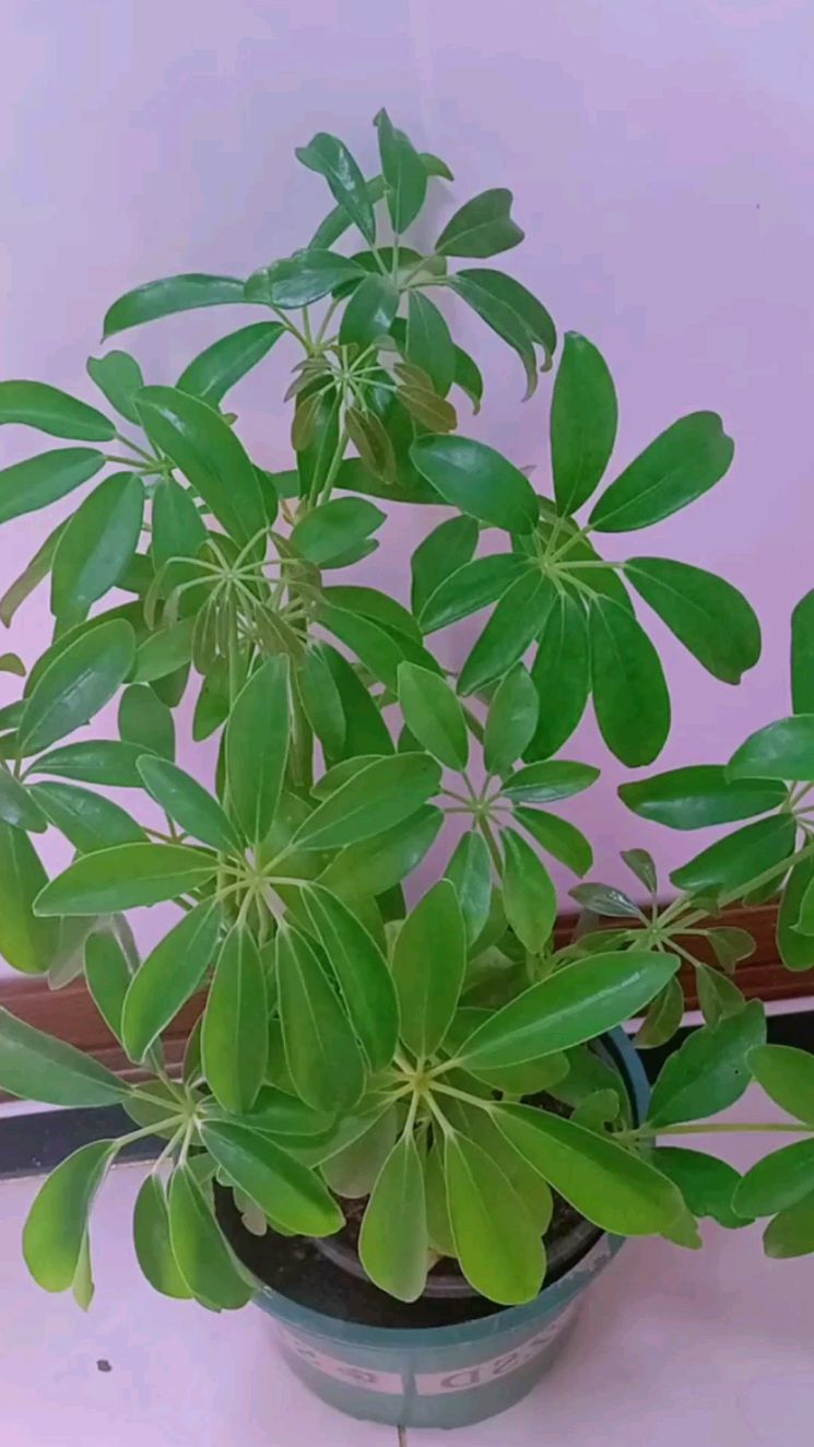 鸭掌木的养殖方法是什么呢?牢记3点,鸭掌木叶子碧绿,株型好看,人见人爱