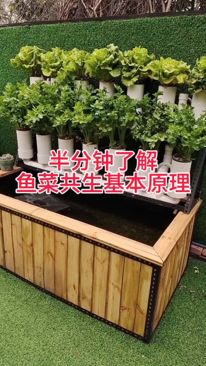半分钟了解鱼菜共生基本原理