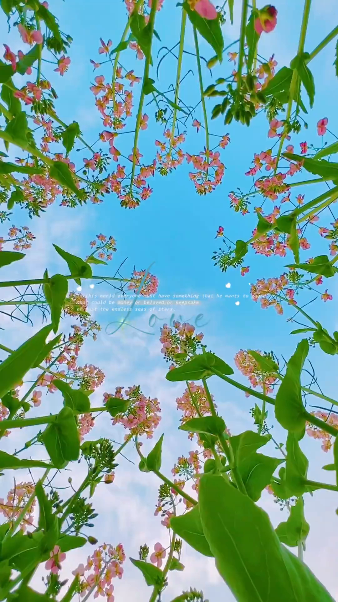 油菜花拍照技巧,学起来