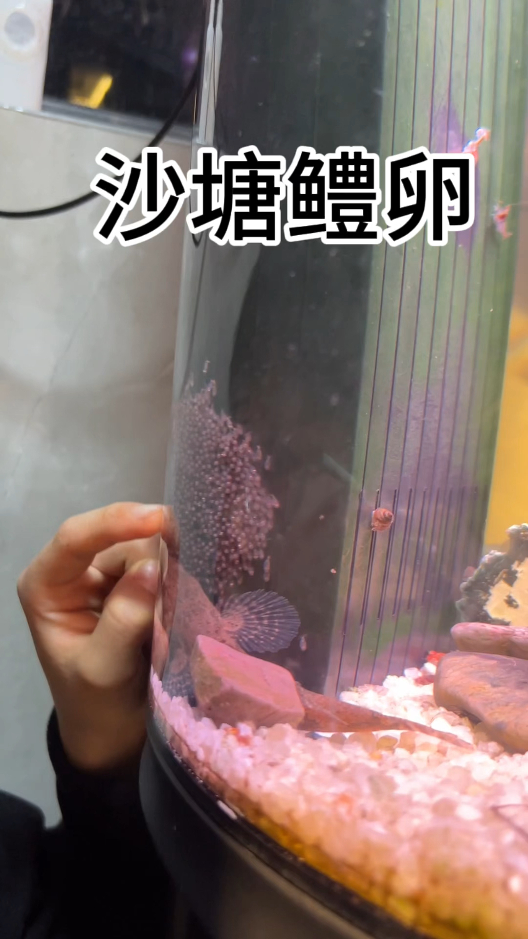 成功繁殖沙塘鳢