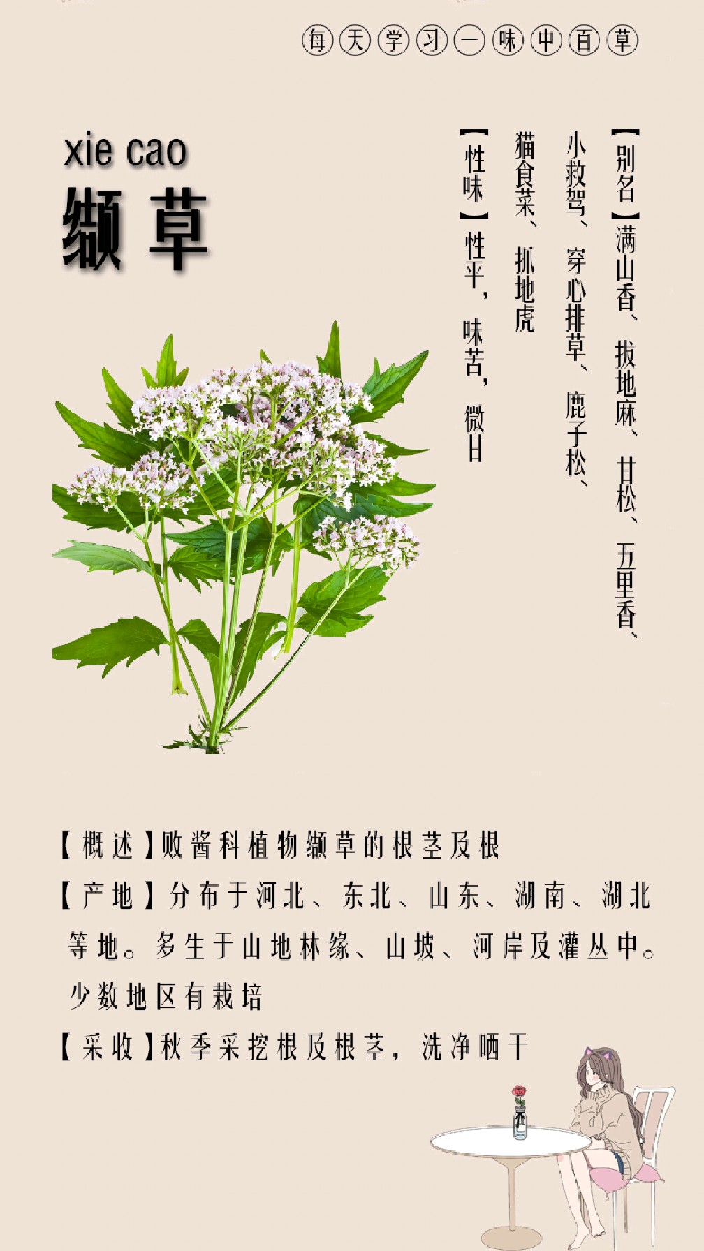 每天认识一味中草药·缬草