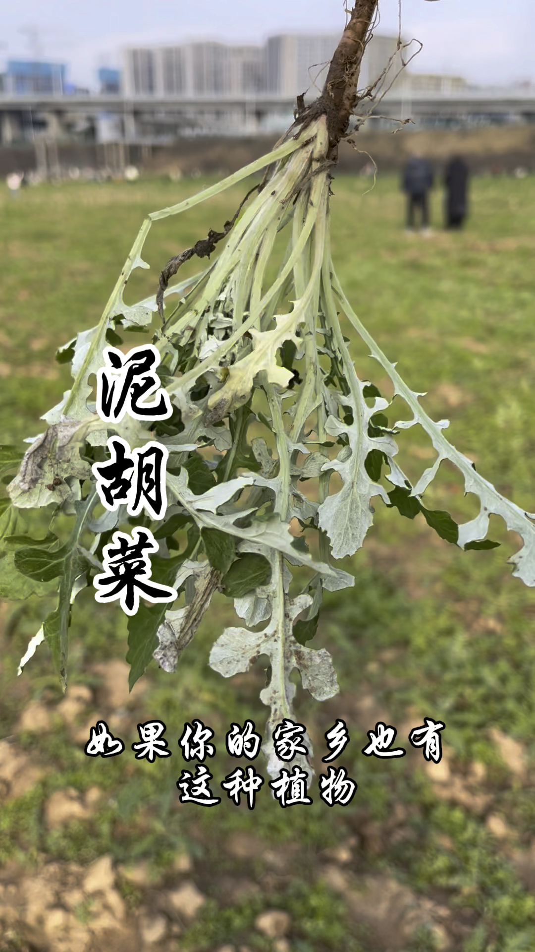 泥胡菜,又称苦郎头,味道极苦,你吃过这种野菜吗?