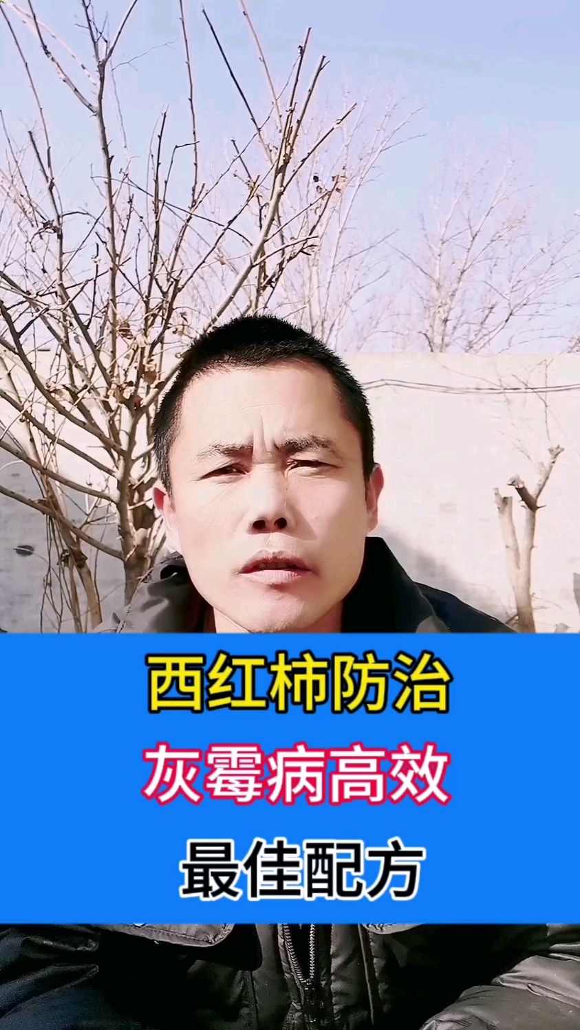 西红柿防治灰霉病高效最佳配方
