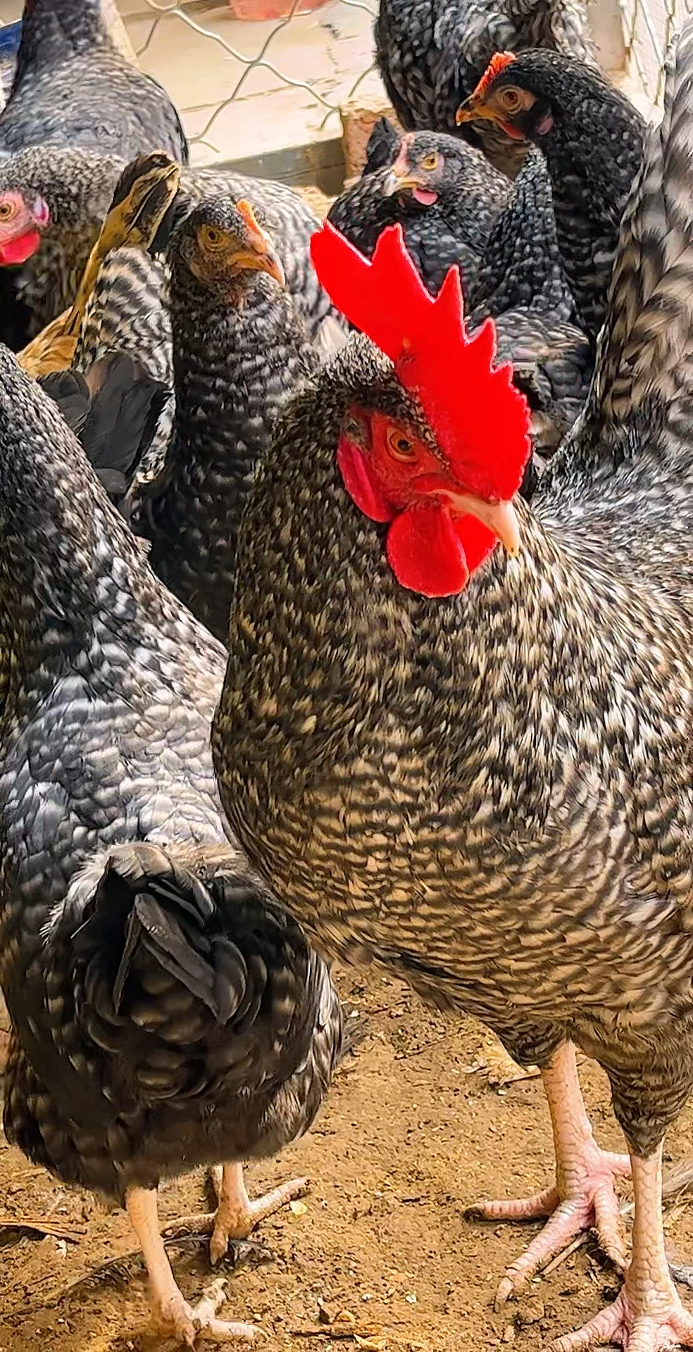 纯种绿壳蛋芦花鸡