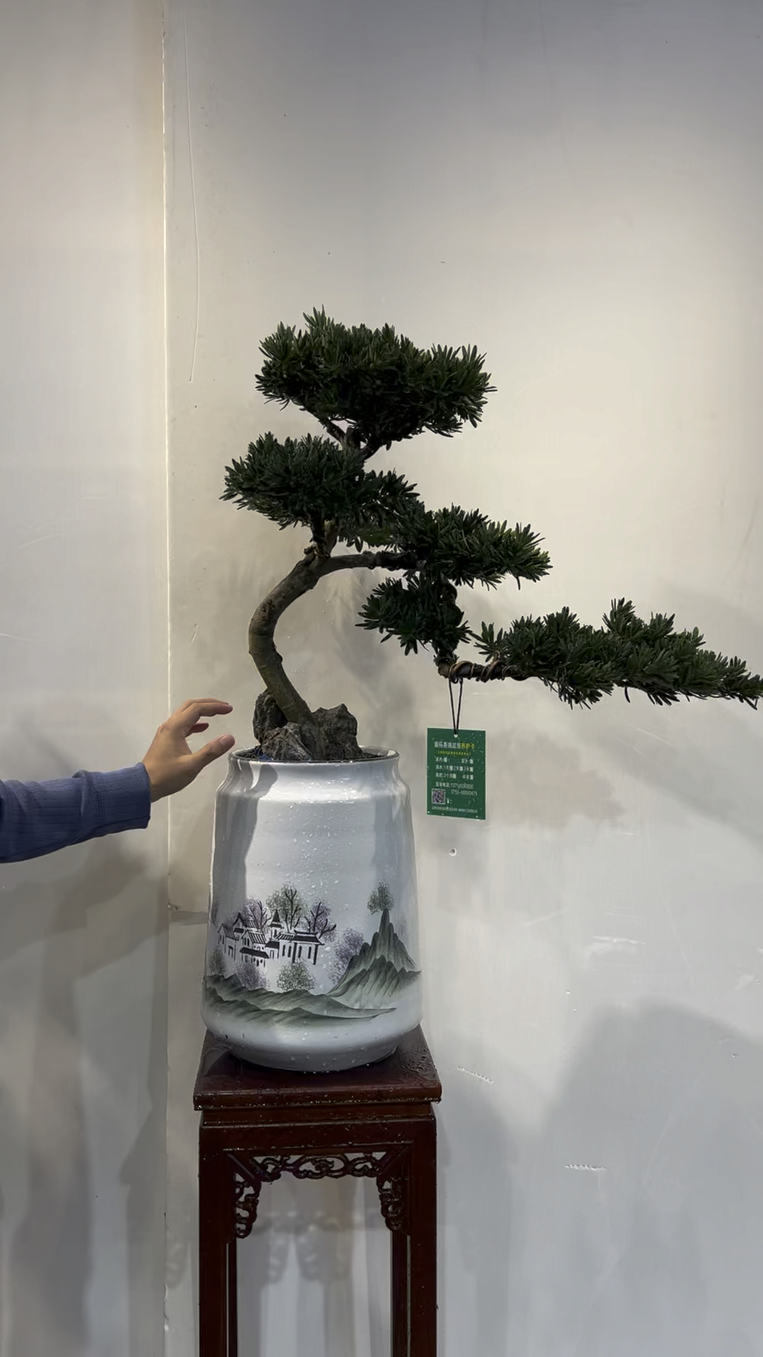 #岭南盆景 日本菊花罗汉松 #罗汉松盆景 #精品盆景