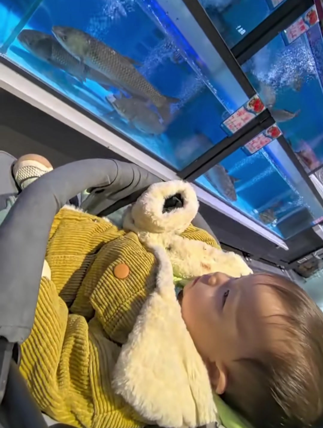 这个鱼好像听到了召唤,猛的一下跳出来。“真正的小飞鱼来了”