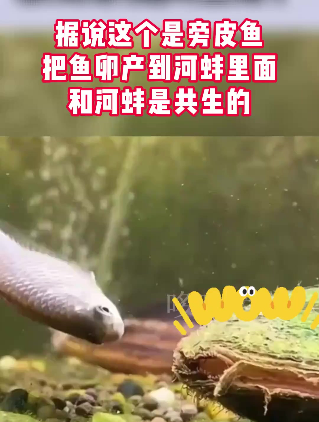 据说这个是旁皮鱼,把鱼卵产到河蚌里面,和河蚌是共生的!