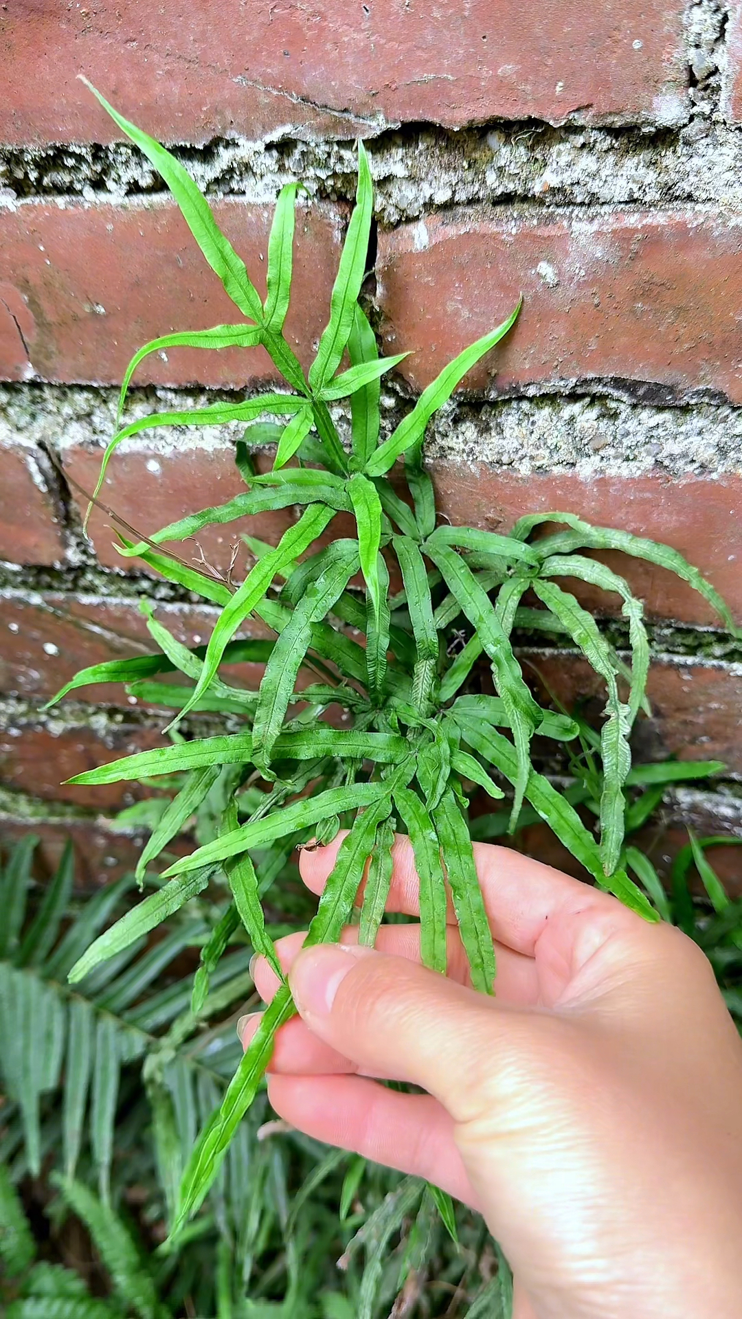 农村墙缝上的凤尾草,你见过吗?叶子像公鸡的尾巴