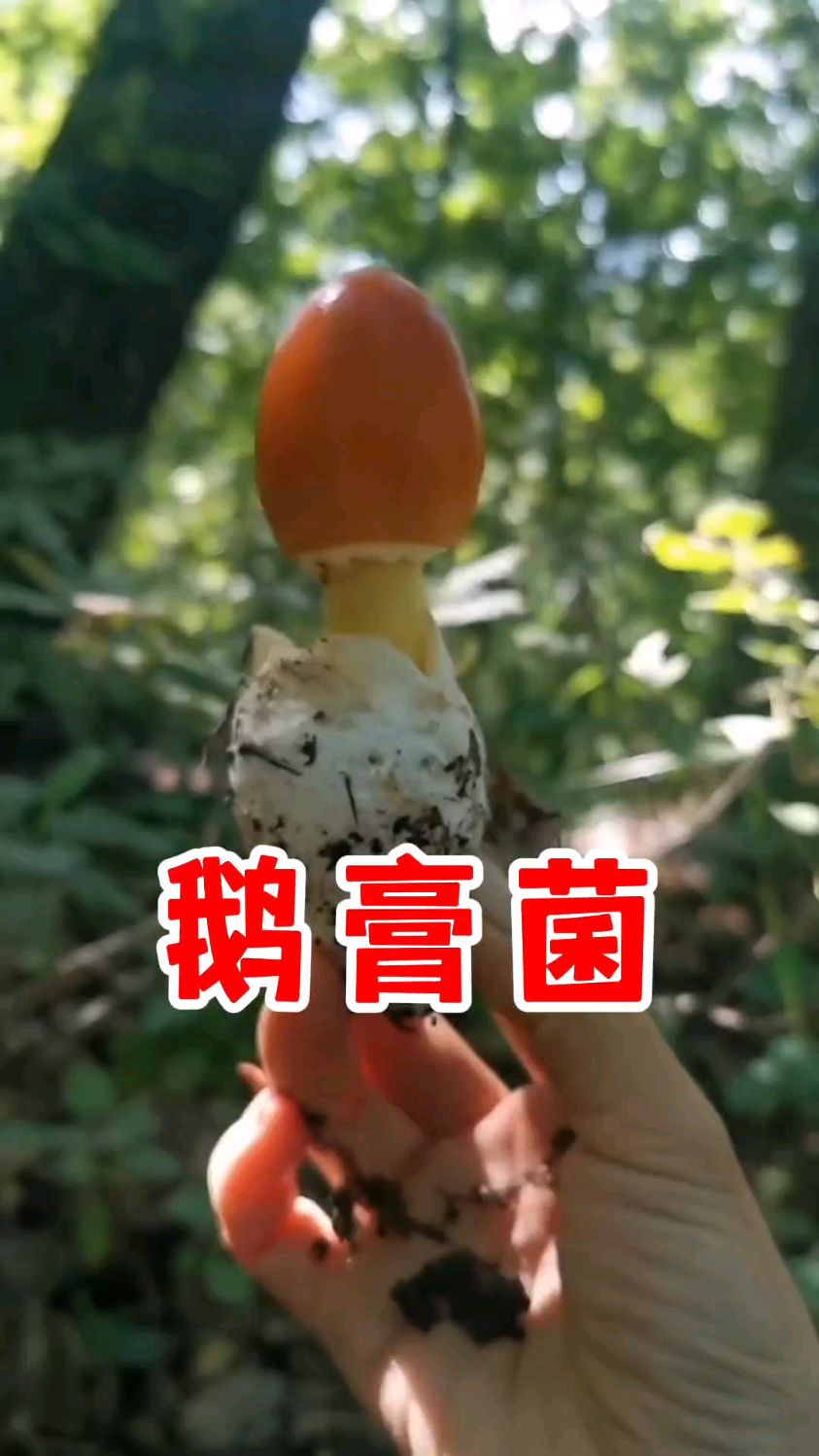 “鹅膏菌”这个名字是什么意思?