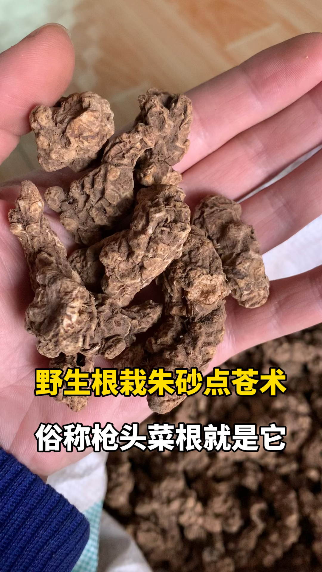 辽宁凤城本地野生根栽的条形朱砂点苍术,俗称枪头菜就是它!