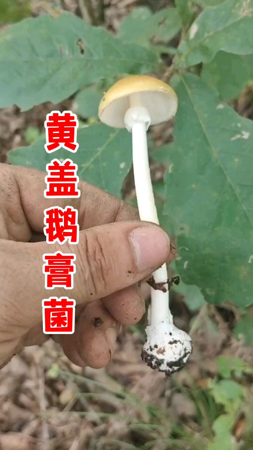 剧毒的——黄盖鹅膏菌