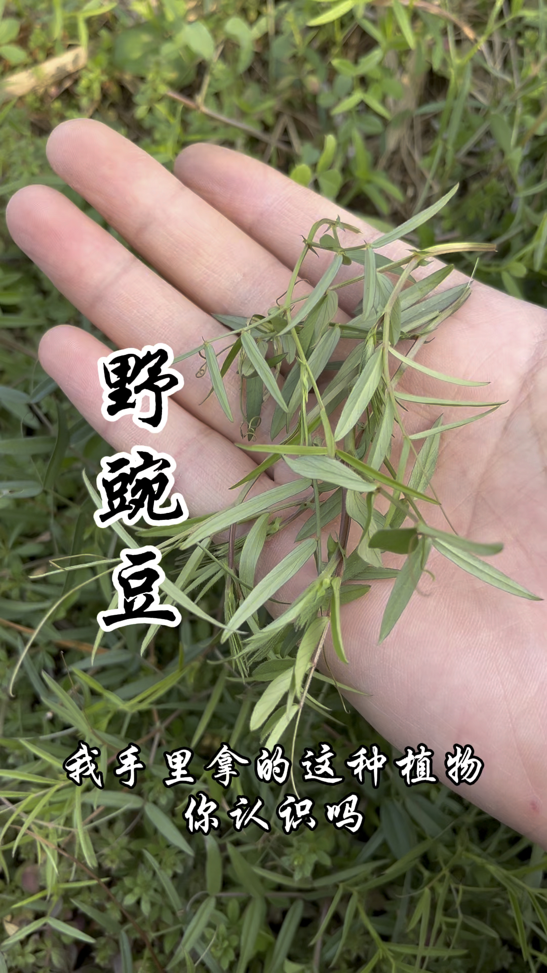 野豌豆,又称大巢菜、状肾草,它的价值不了解吗?