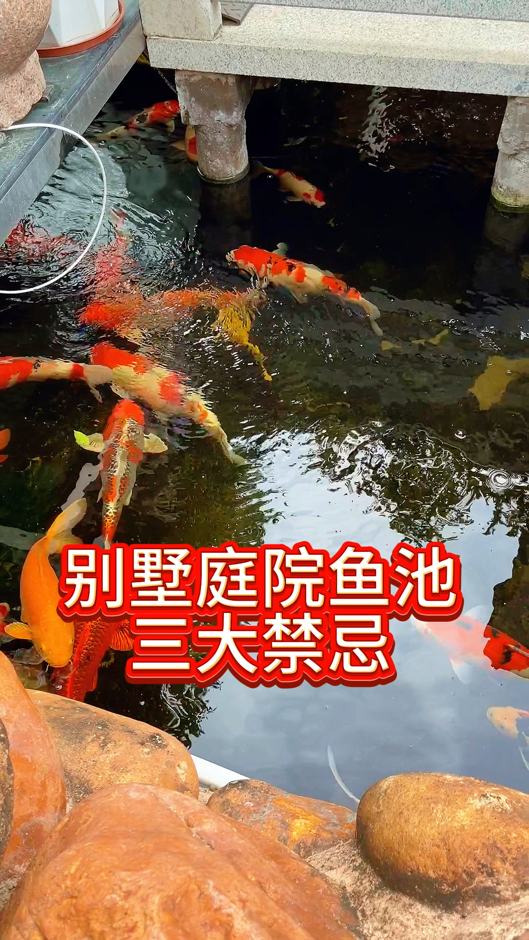 别墅庭院鱼池三大禁忌#锦鲤鱼池 #养鱼注意事项 #锦鲤 #养鱼日记 #庭院鱼池
