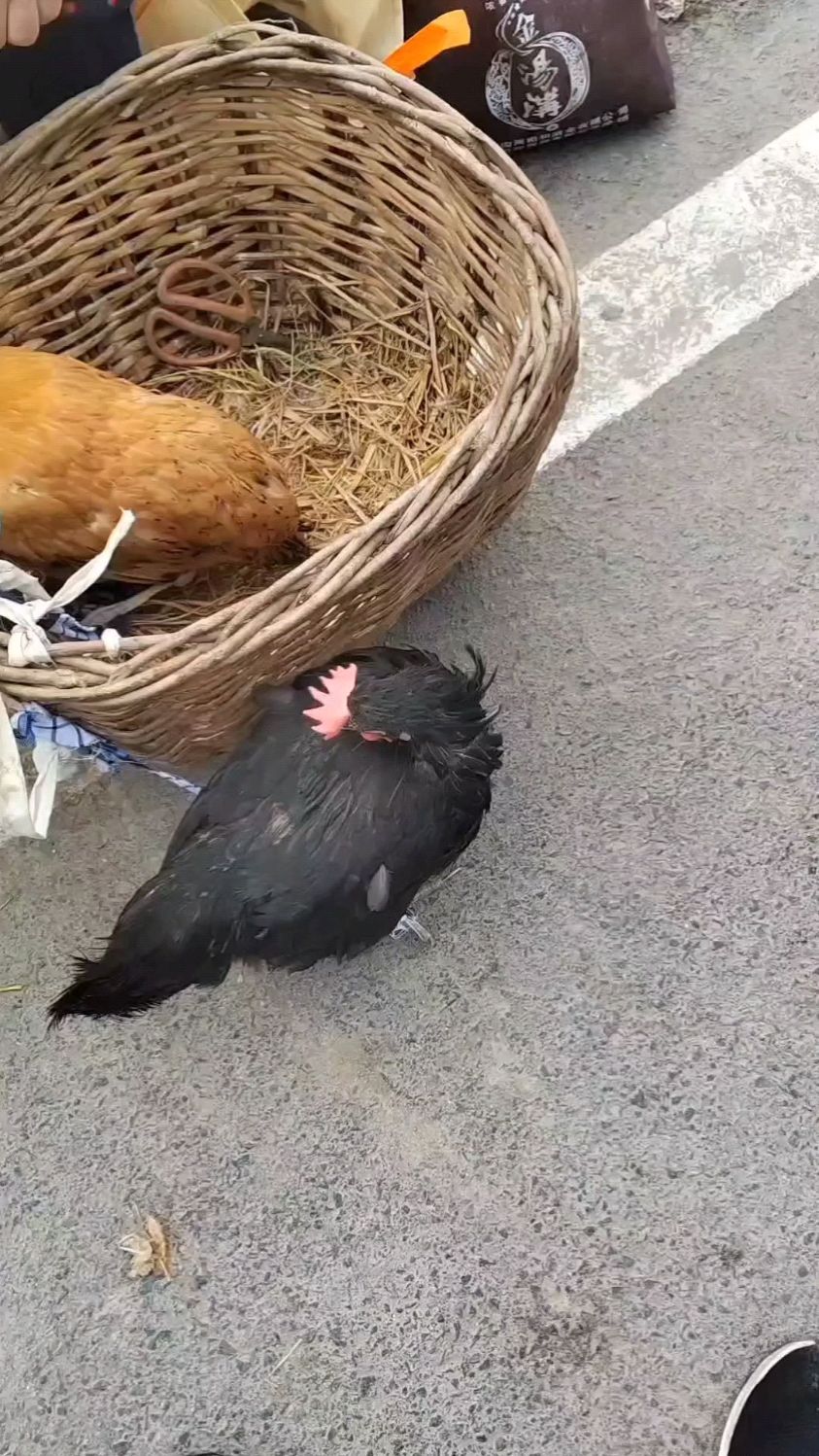 今天看到别样鸡冠的绿壳蛋鸡