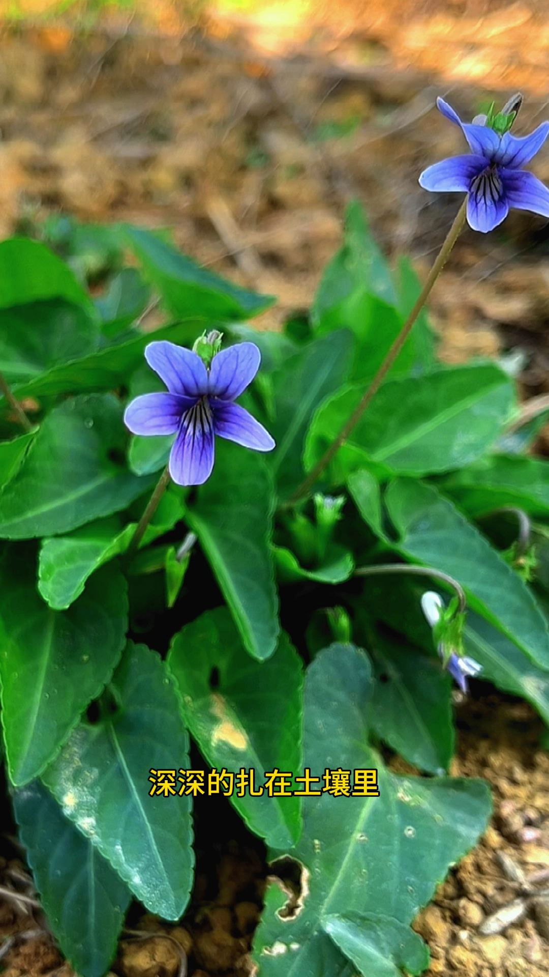 农村路边的紫花地丁