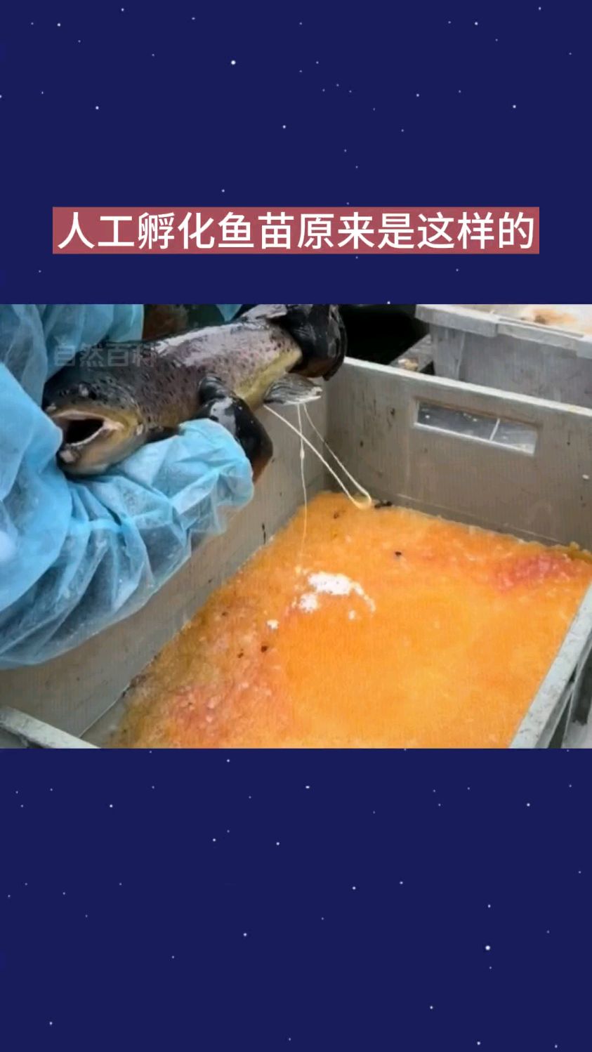人工孵化鱼苗原来是这样的。