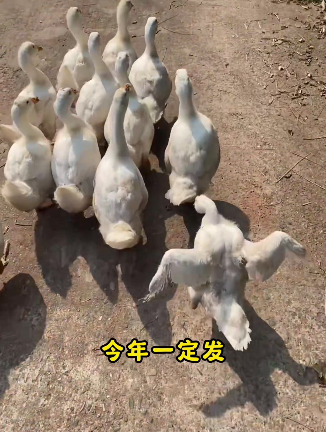 盘点动物沙雕瞬间,这鸭子走路姿势,看着不太对啊