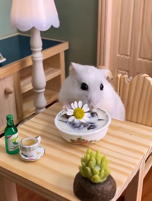 鼠鼠挑战美食龟苓膏