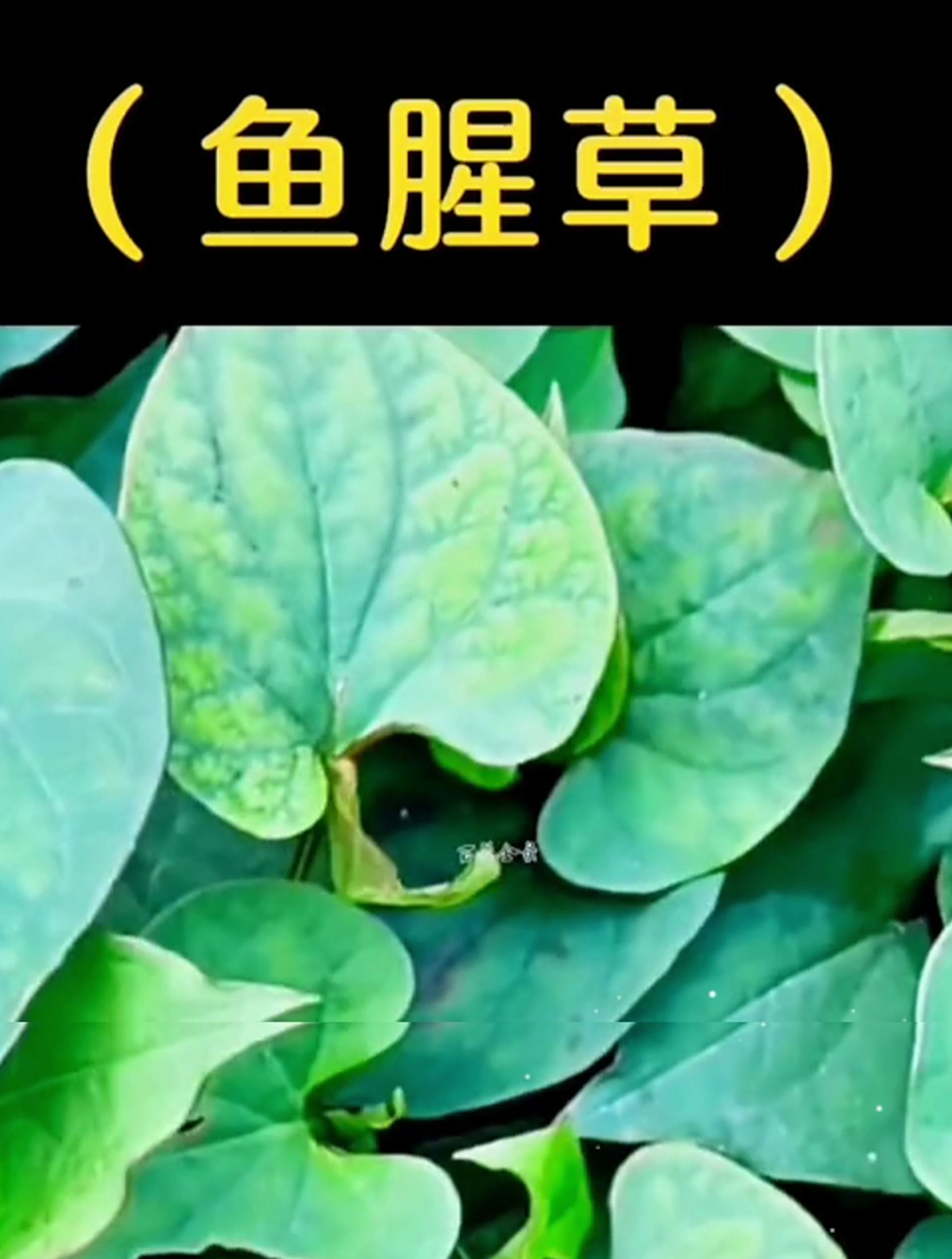 鱼腥草顶级美食,都吃过吗?