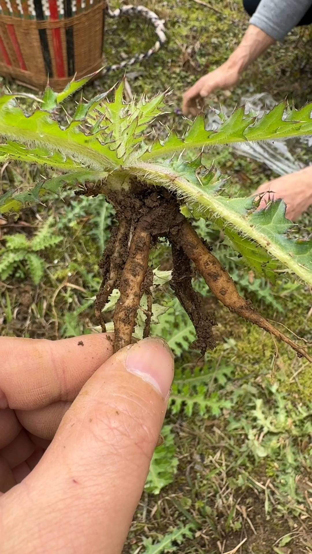 大蓟根煲鸡汤 。