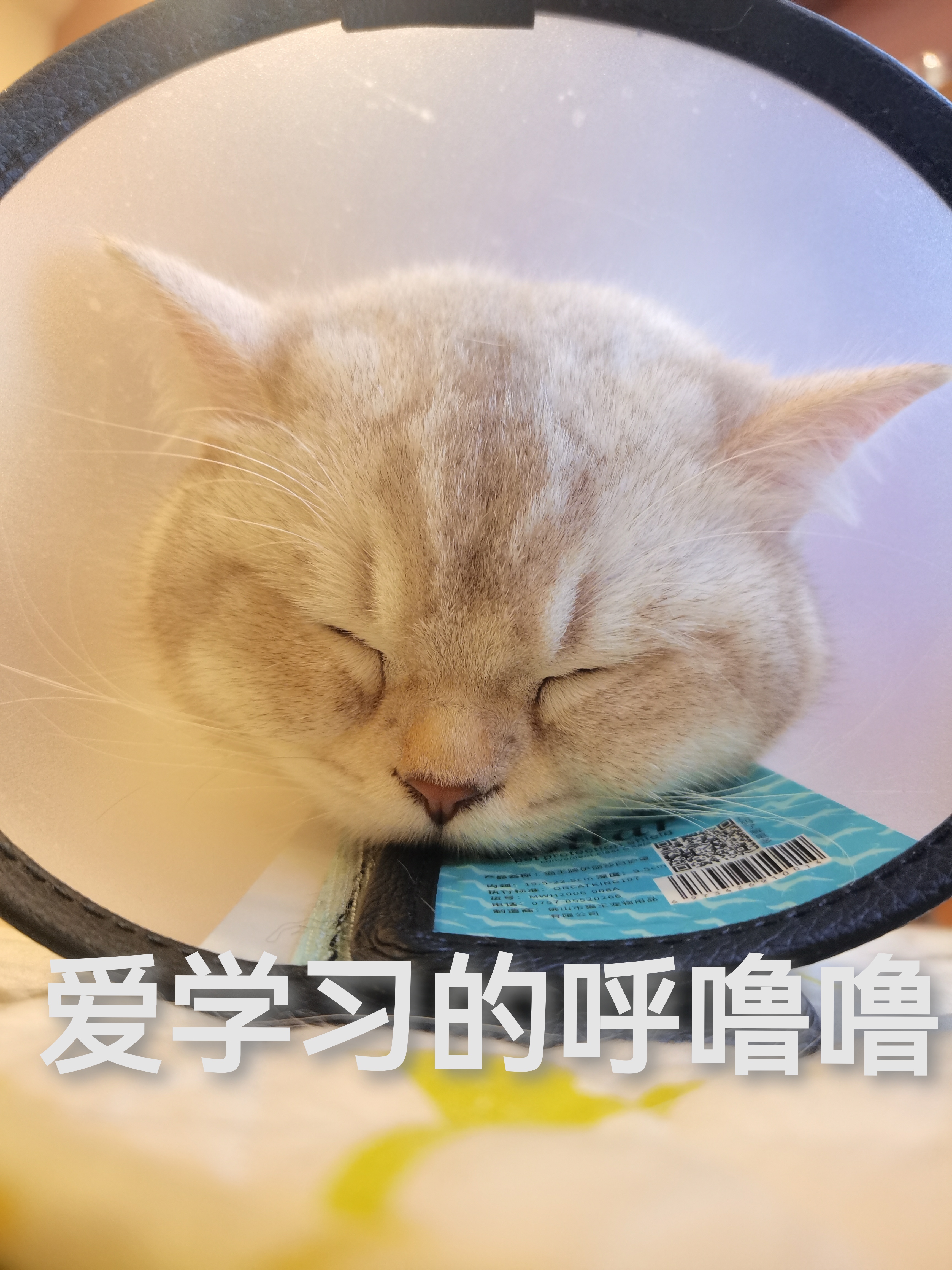 炒鸡爱学习的呼噜噜