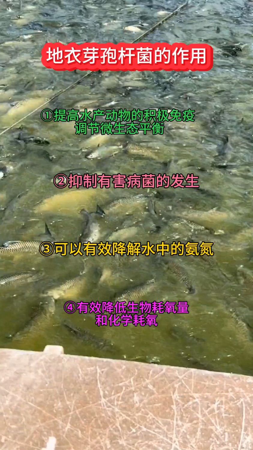 地衣芽孢杆菌的作用