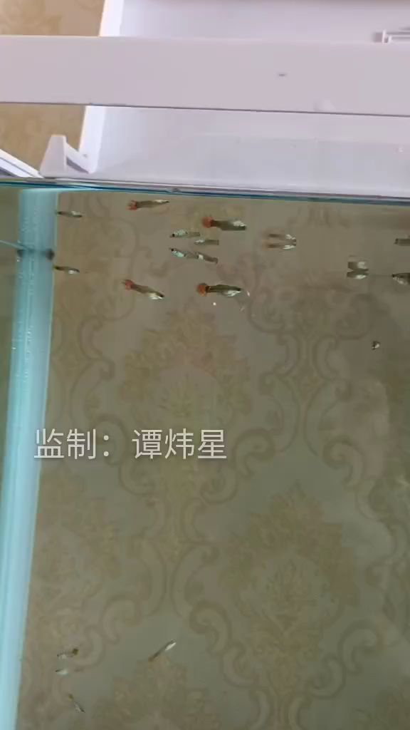 鱼跃水面,穿来游去,追逐嬉戏,群鱼戏水