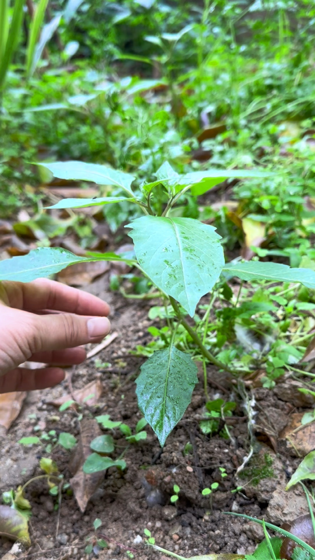 开春时的白花菜很鲜嫩,遇见就不要错过了