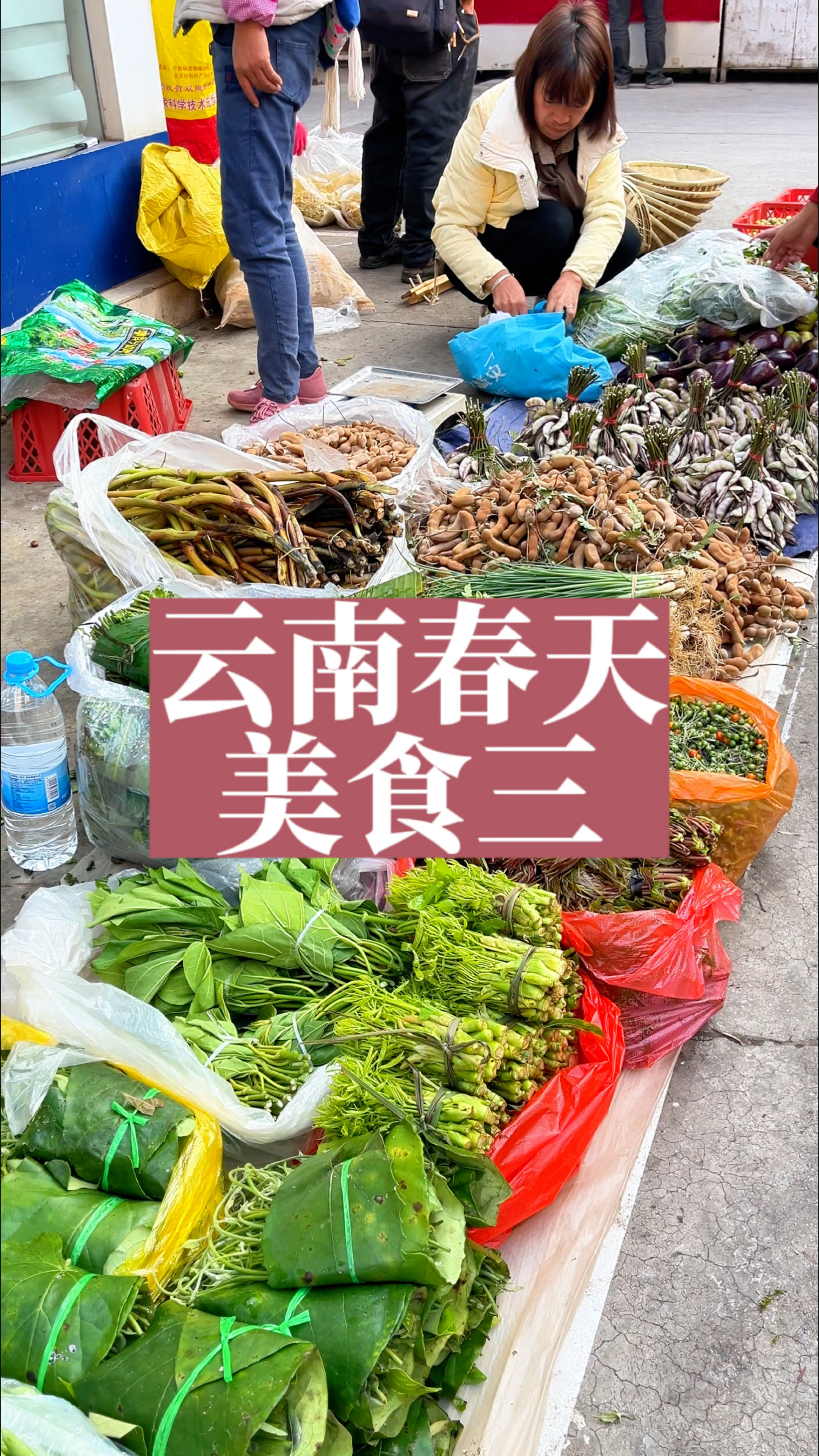 这样的春天很难让人不爱,你还知道其它可以吃的野花野菜吗?