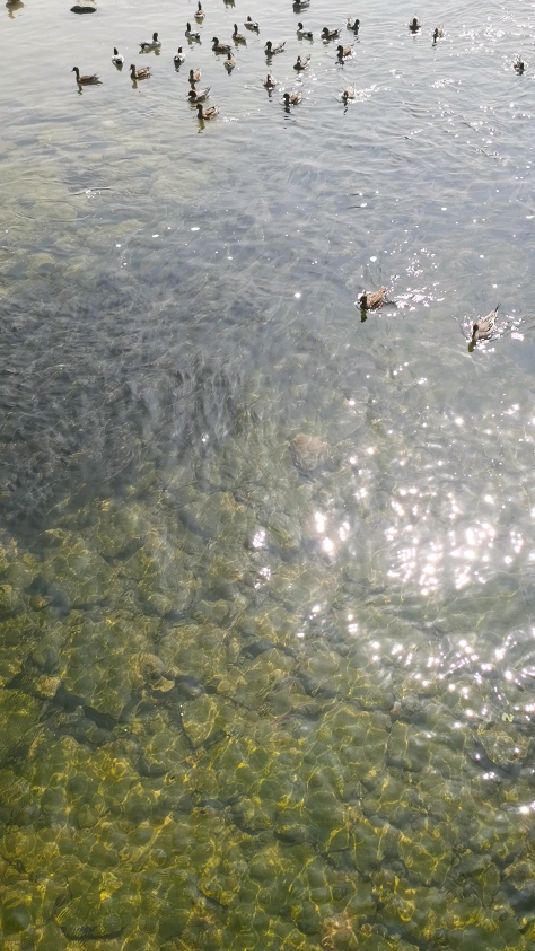 深圳湾海鸥鱼