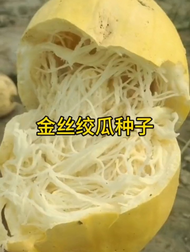 绞瓜也叫粉丝瓜,生吃脆甜,蒸着吃软糯鲜香,是有名的“素鱼翅”