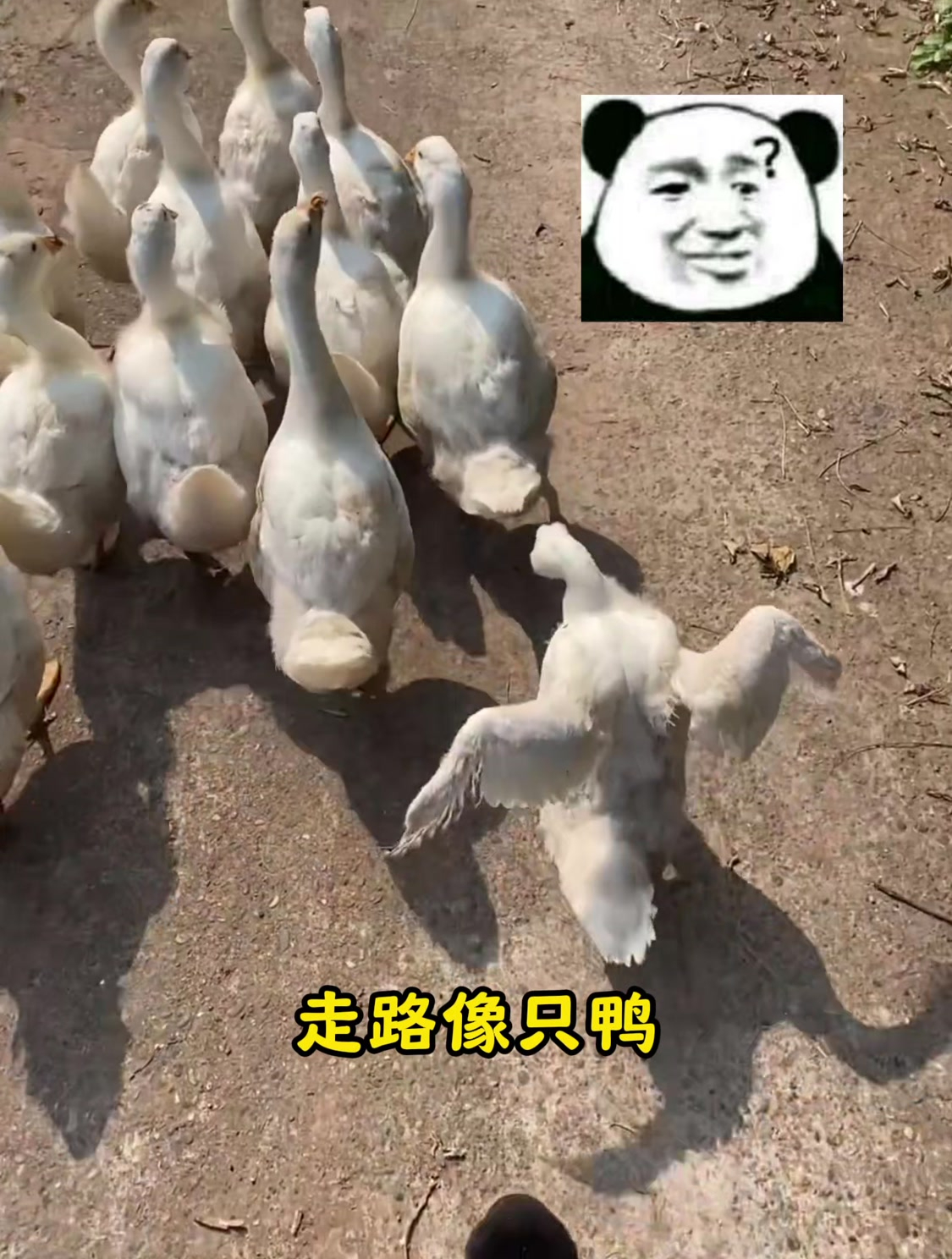 盘点动物沙雕瞬间,这鸭子走路姿势,有点不太对啊