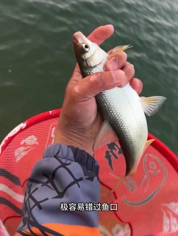 为什么自己钓黄尾总是锚鱼?多半是因为线组不够灵敏!