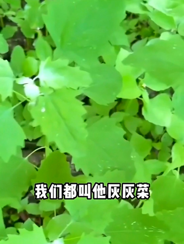 农村常见的灰灰菜,又名野灰菜,营养好价值高,春季千万不要错过