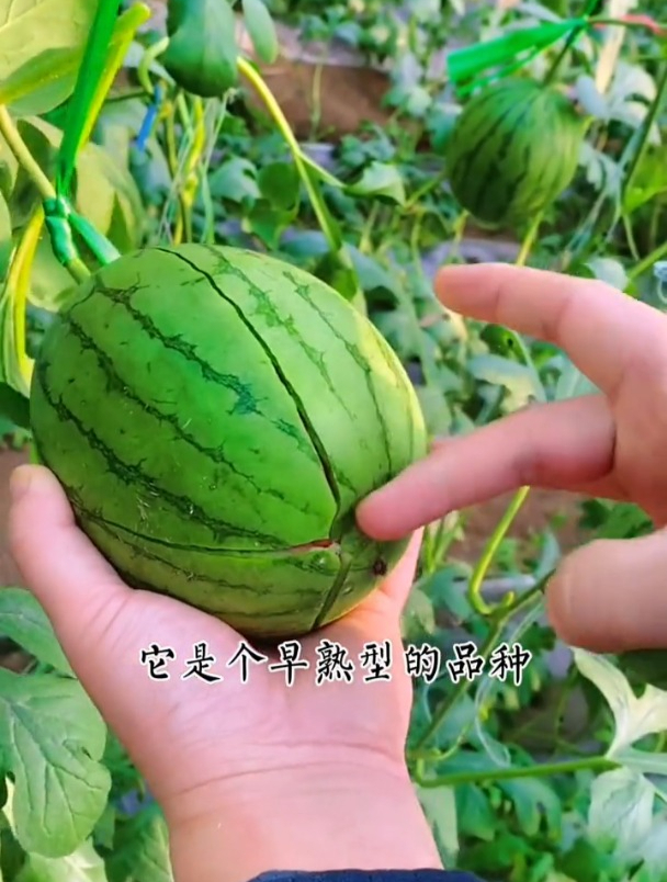 西瓜中的早熟品种,从播种到采收,只需85天