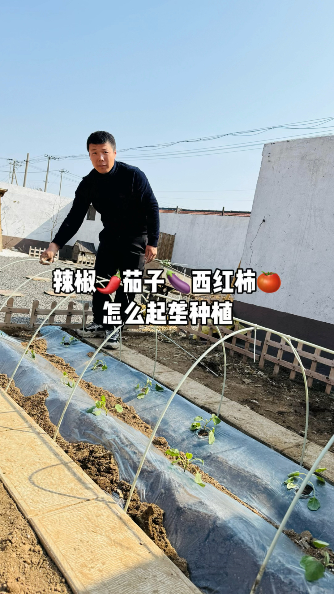 春天茄果类作物,例如辣椒,茄子,西红柿,黄瓜等蔬菜起垄的好处