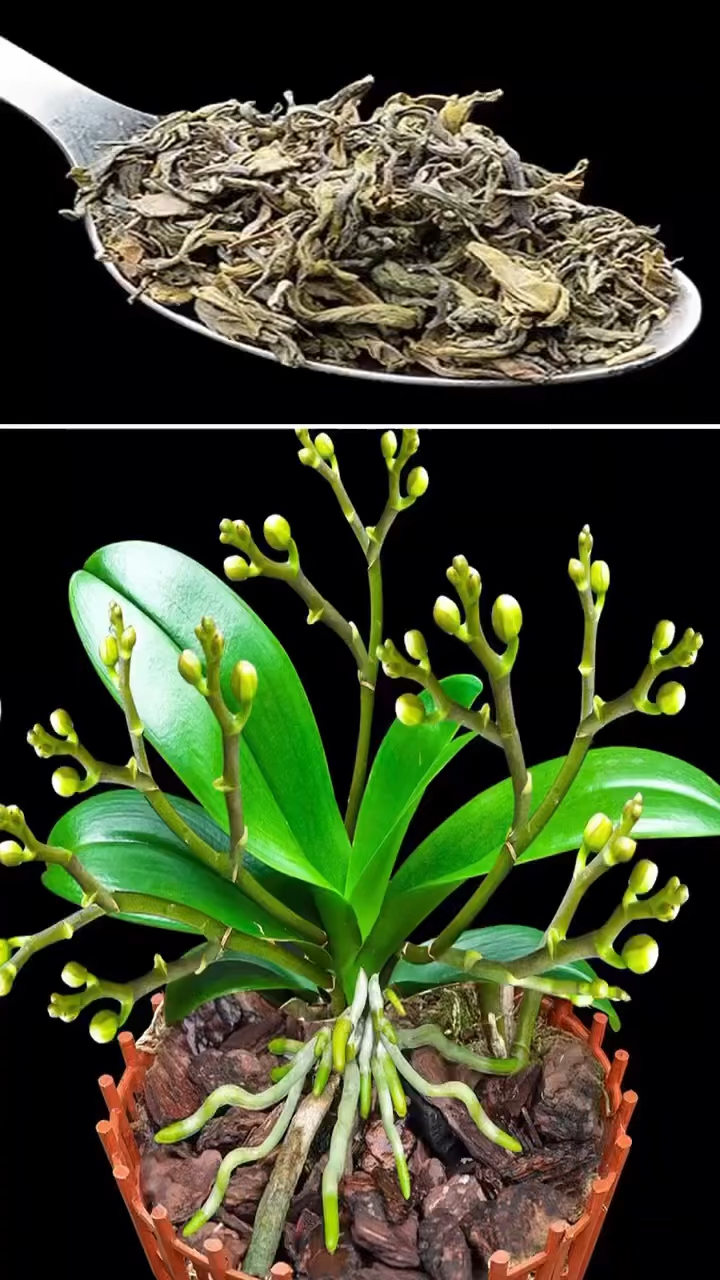 绿茶养蝴蝶兰,效果赞不赞?