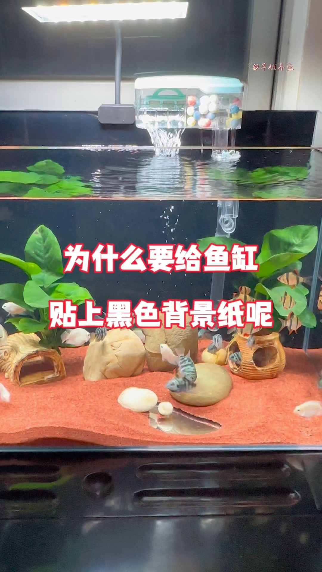 贴上黑色贴纸不仅有助鱼儿发色,观赏更加简约大气#水族 #鱼缸里的大自然 #观赏鱼
