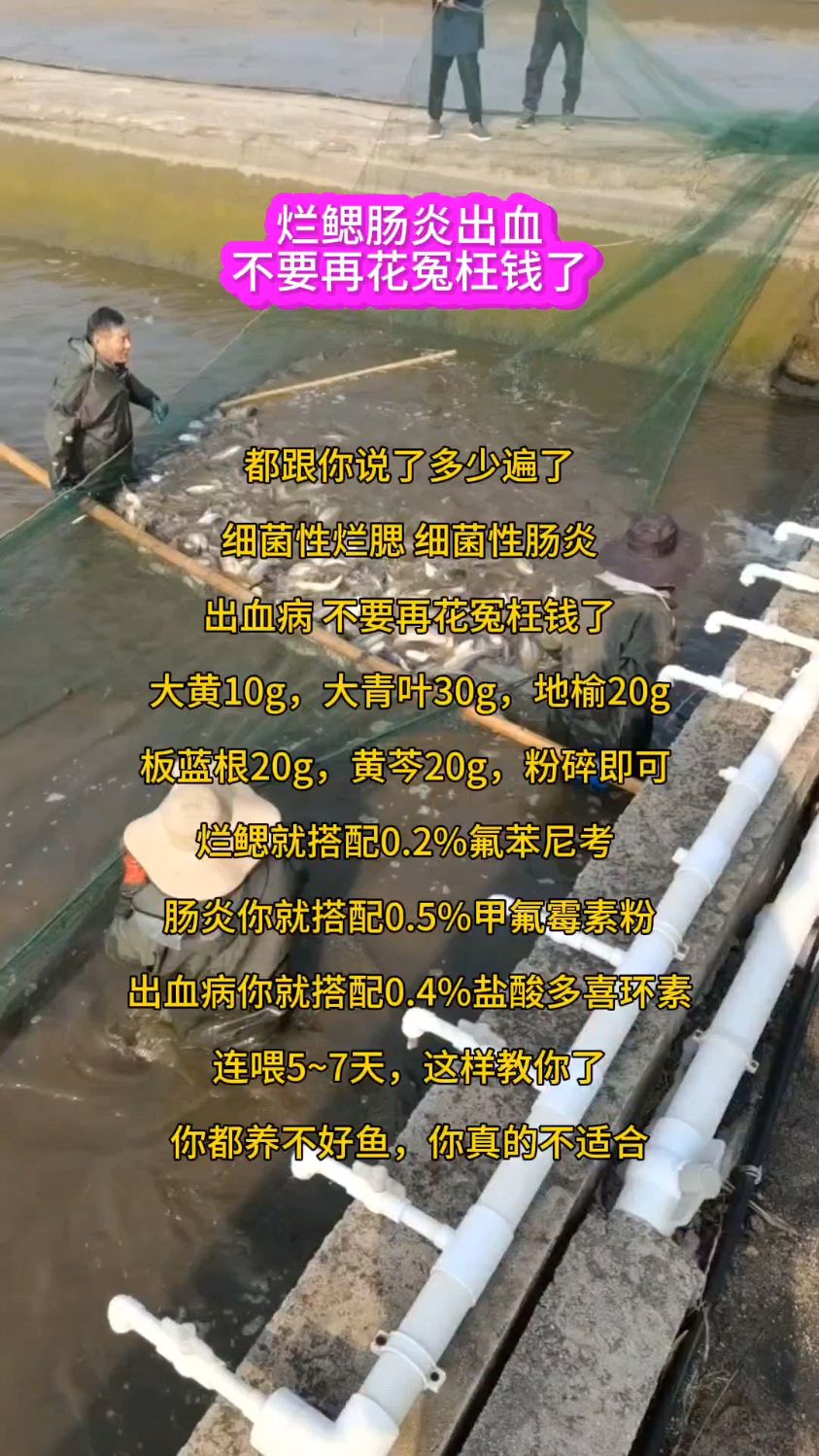 烂鳃肠炎出血不要再花冤枉钱了
