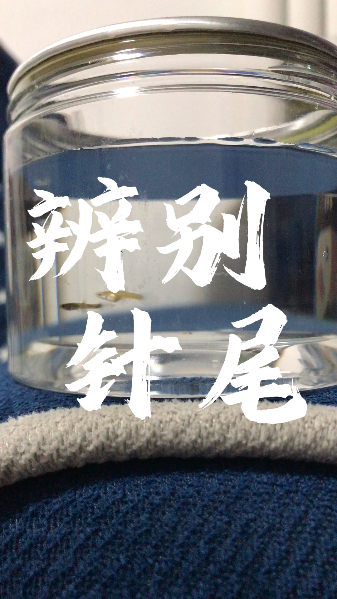 如何辨别孔雀鱼针尾,以及不用药物处理方法