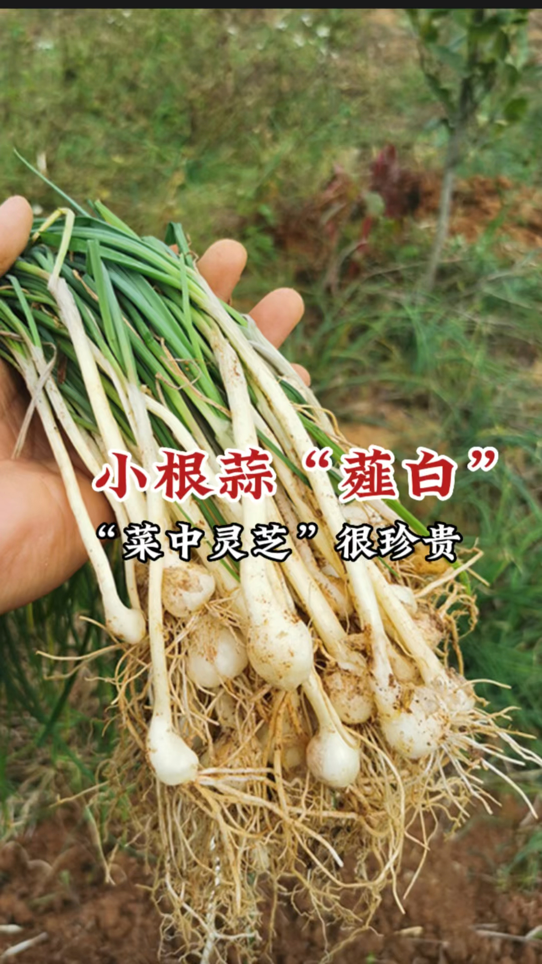小根蒜:春天必挖野菜之一,它的地下部分是中药材“薤白”价值珍贵